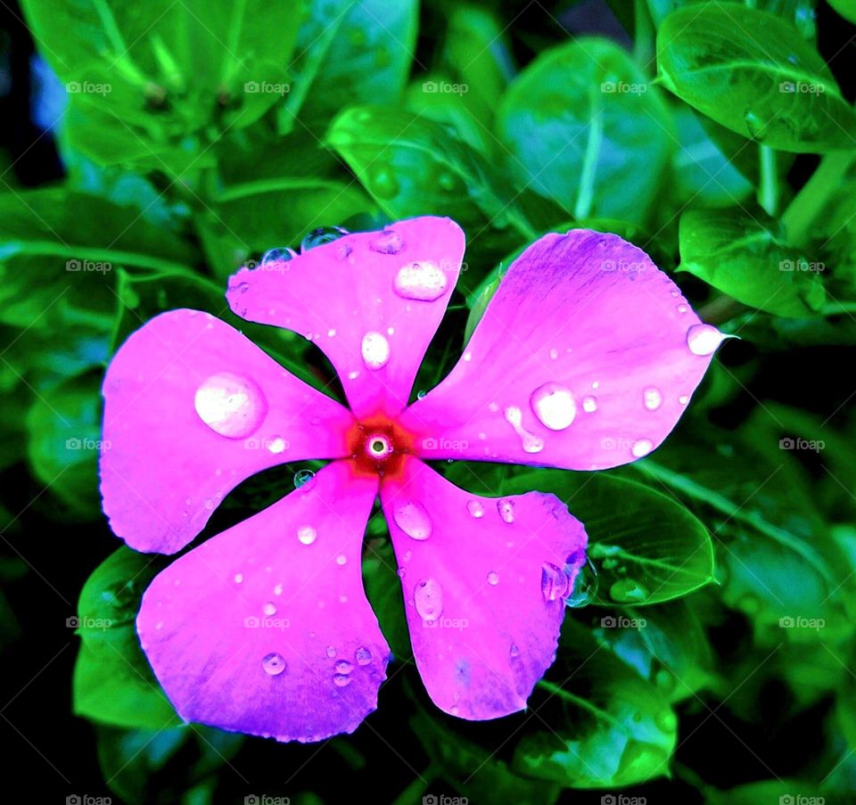 The vivid contrast between the pink petals and the green foliage creates a striking visual harmony,capturing the essence of nature's beauty and freshness.This image perfectly encapsulates the tranquility and intricate charm found in the natural world