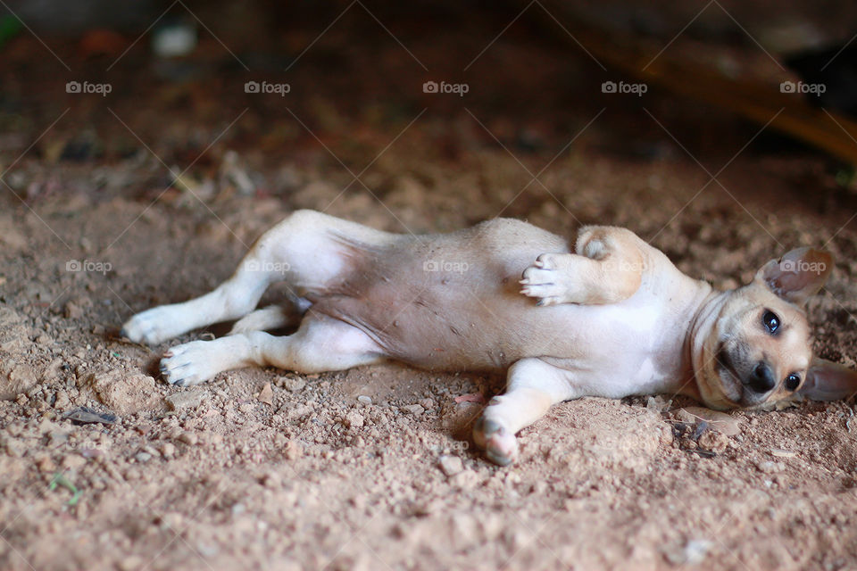 Cute puppy is lying down on sand