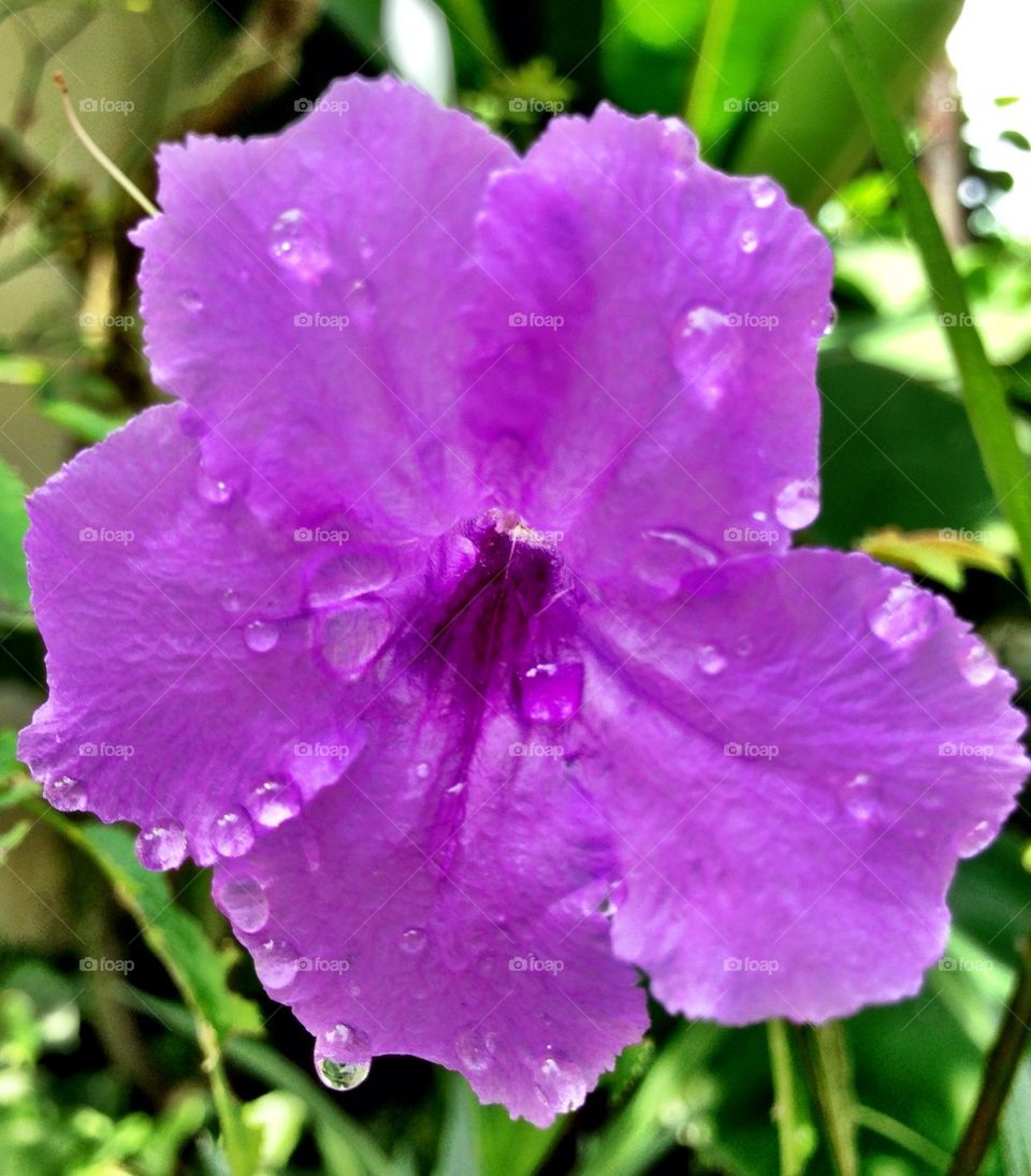 Purple Rain 😀