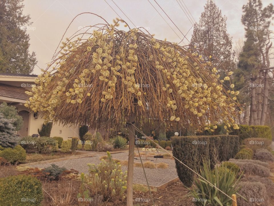 Willow Tree in the Garden 