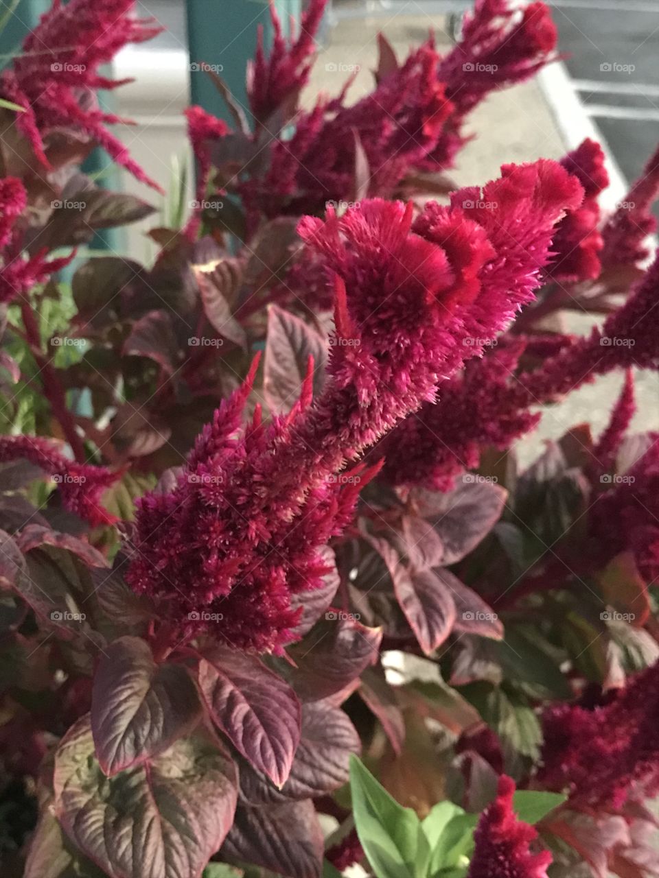 An amazingly beautiful plant worth having in one’s possession. Its red color would bring prosperity, happiness and good fortune to an individual.