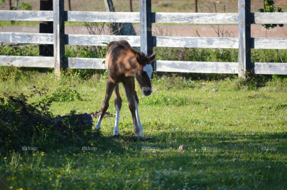 foal