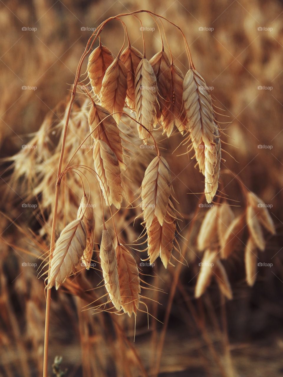 spikelets at sunset in the field