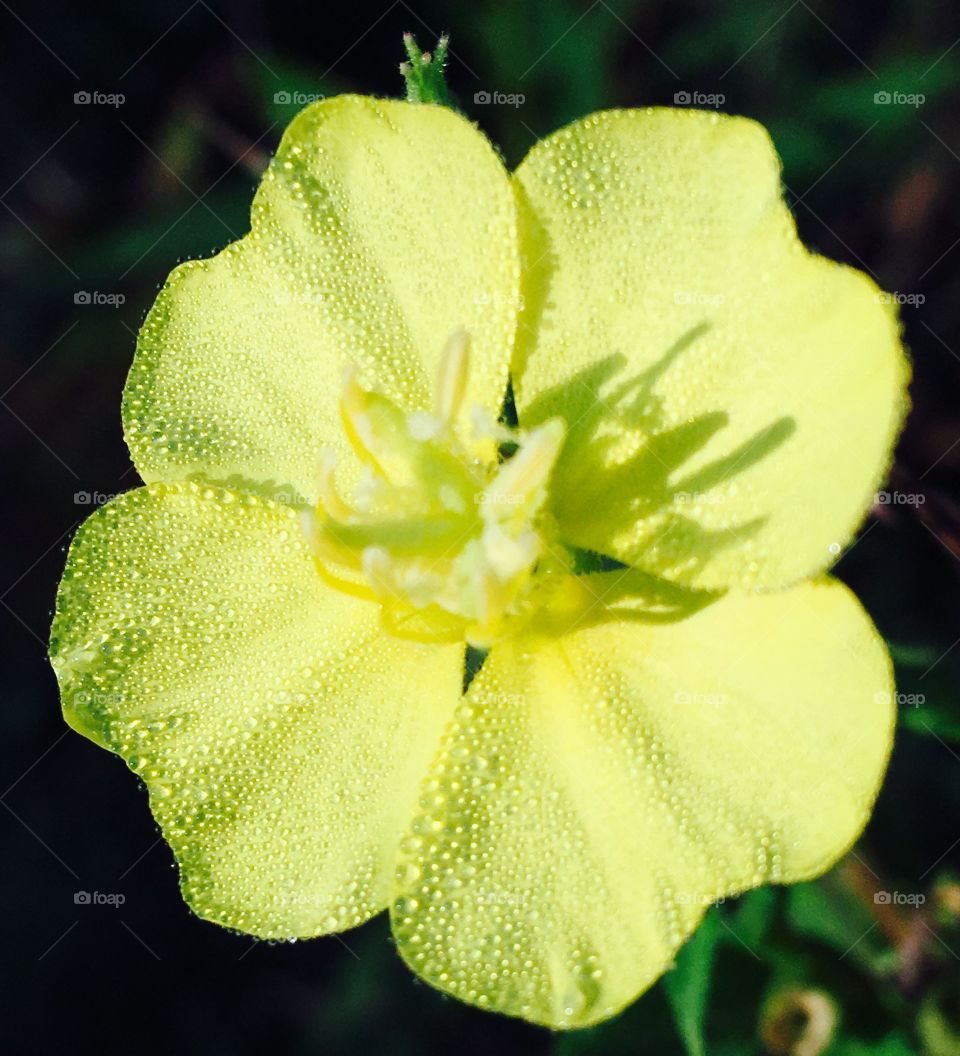 Little yellow flower