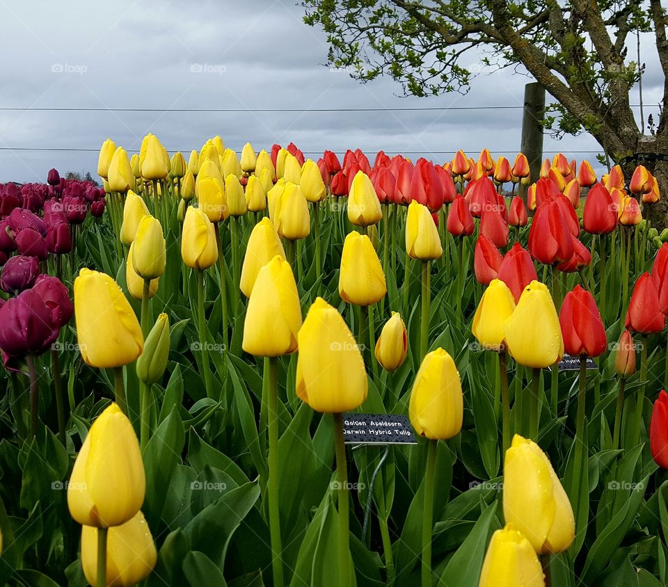 Tulip Time