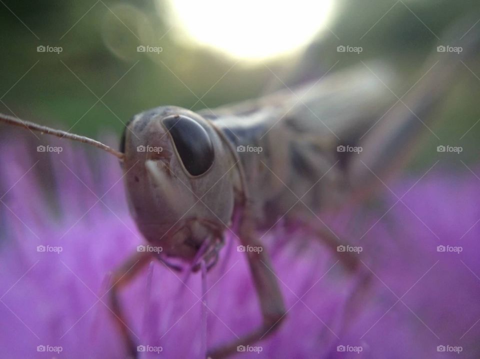 Grasshopper. Grasshopper on flower at daybreak. 