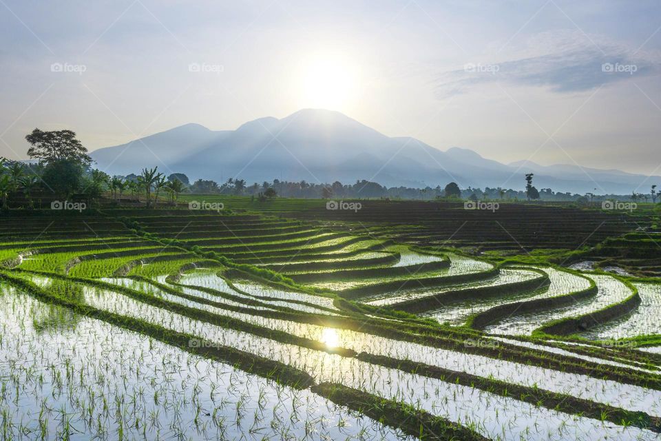 Beautiful Morning at rice fields