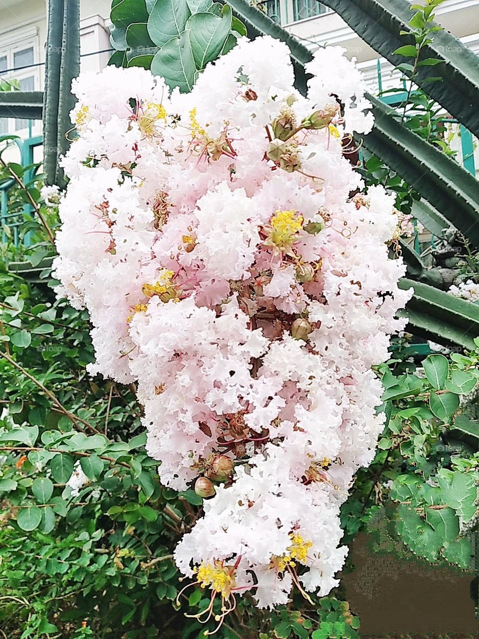 Light pink flowers