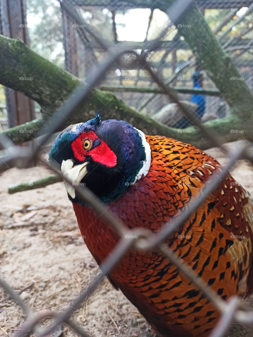 the bird looks through the grate. sight. Hey.