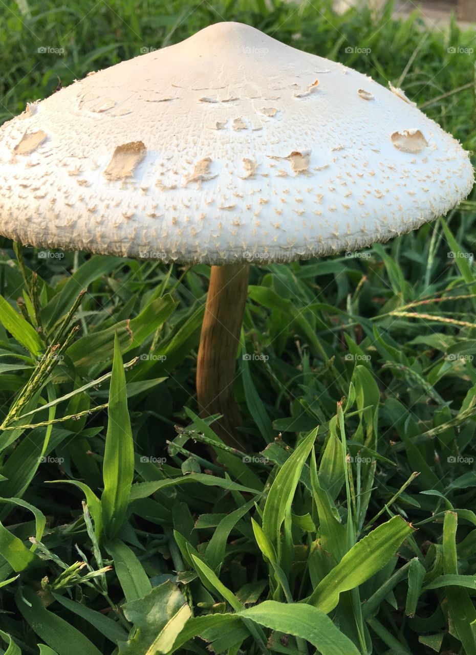 Mushroom in the grass .. 