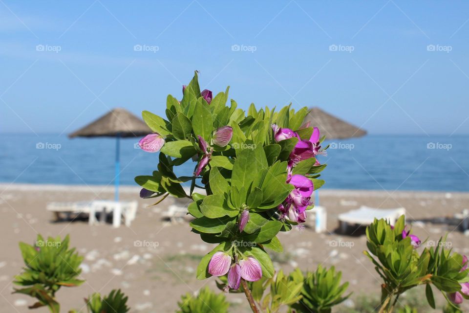 Beautiful flowers in the resort area along the coast of Cirali in Turkey