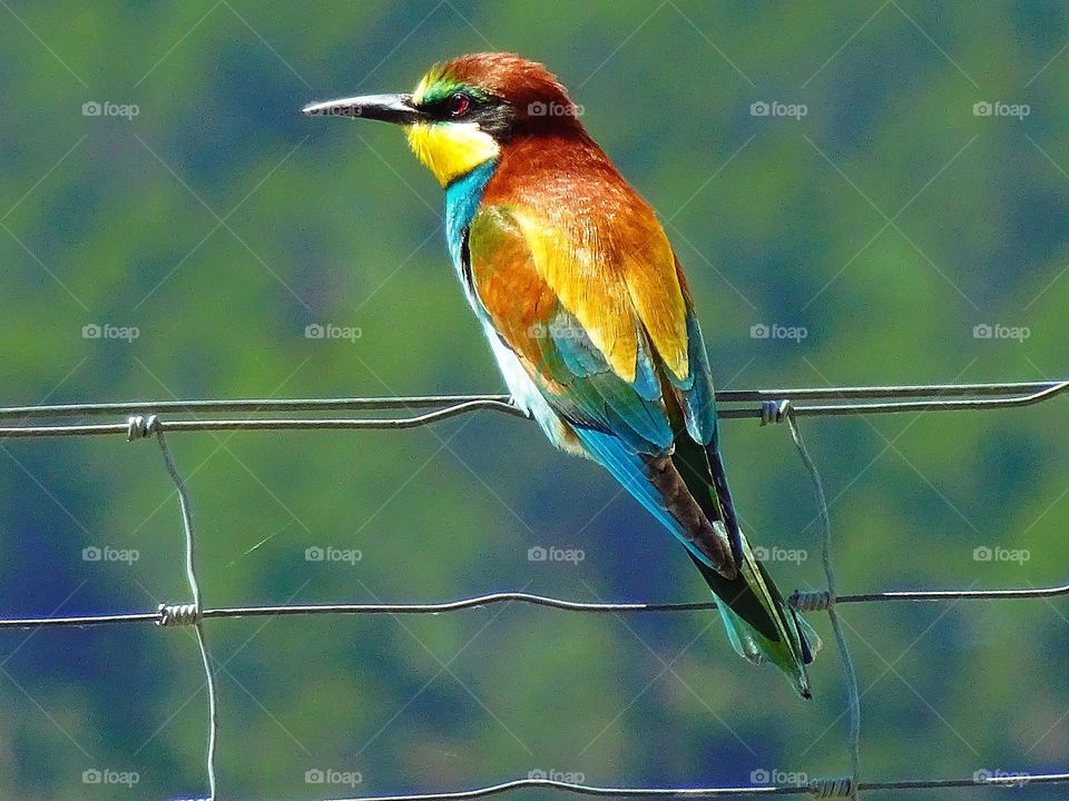 Beautiful and cute bird