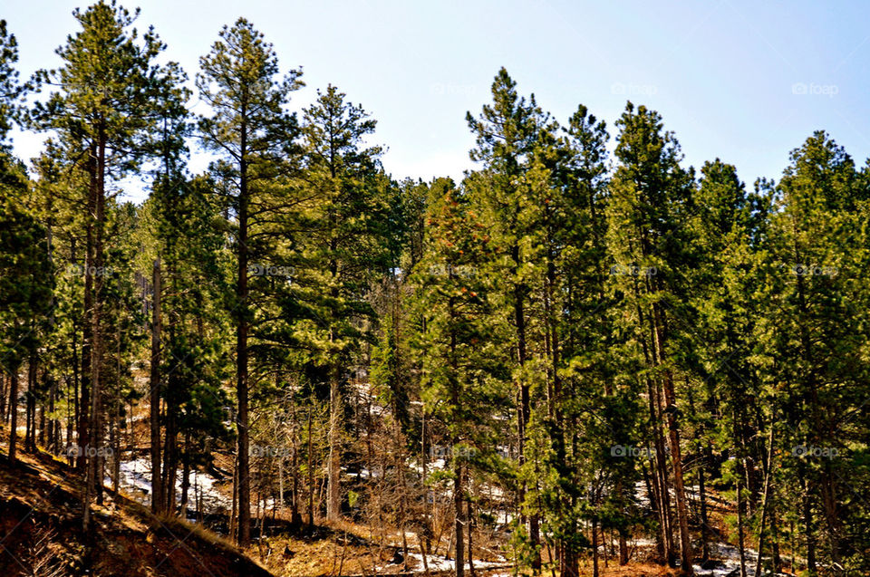 forest black hills deadwood south dakota by refocusphoto