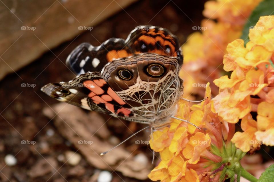 Beautiful Butterflies- The View From Below