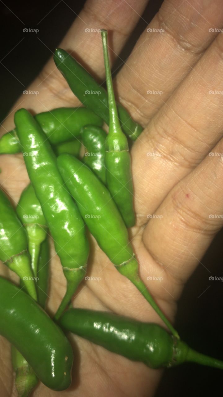 Green spicy chili 