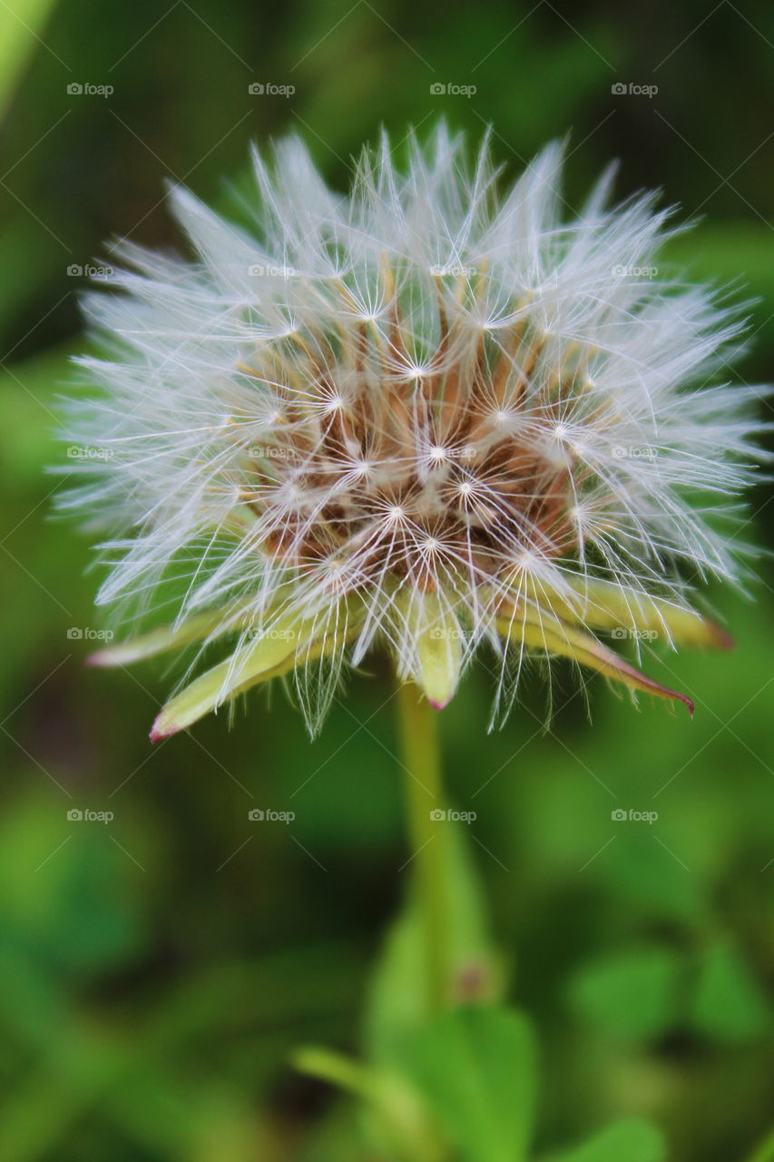 Dandelion