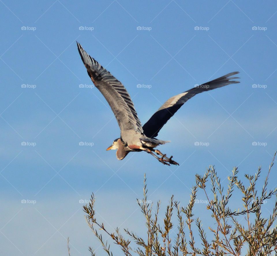 close up of a gray Heron flying in the sky in Roseville California