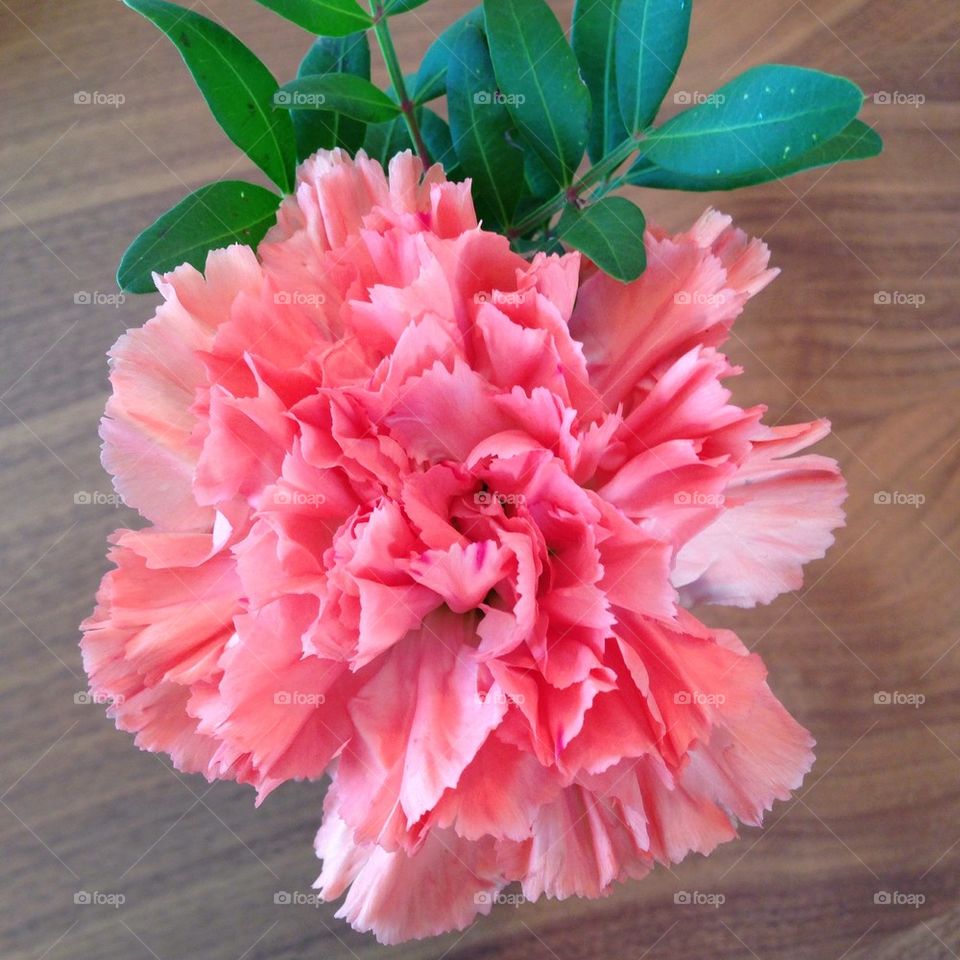 Pink Carnation