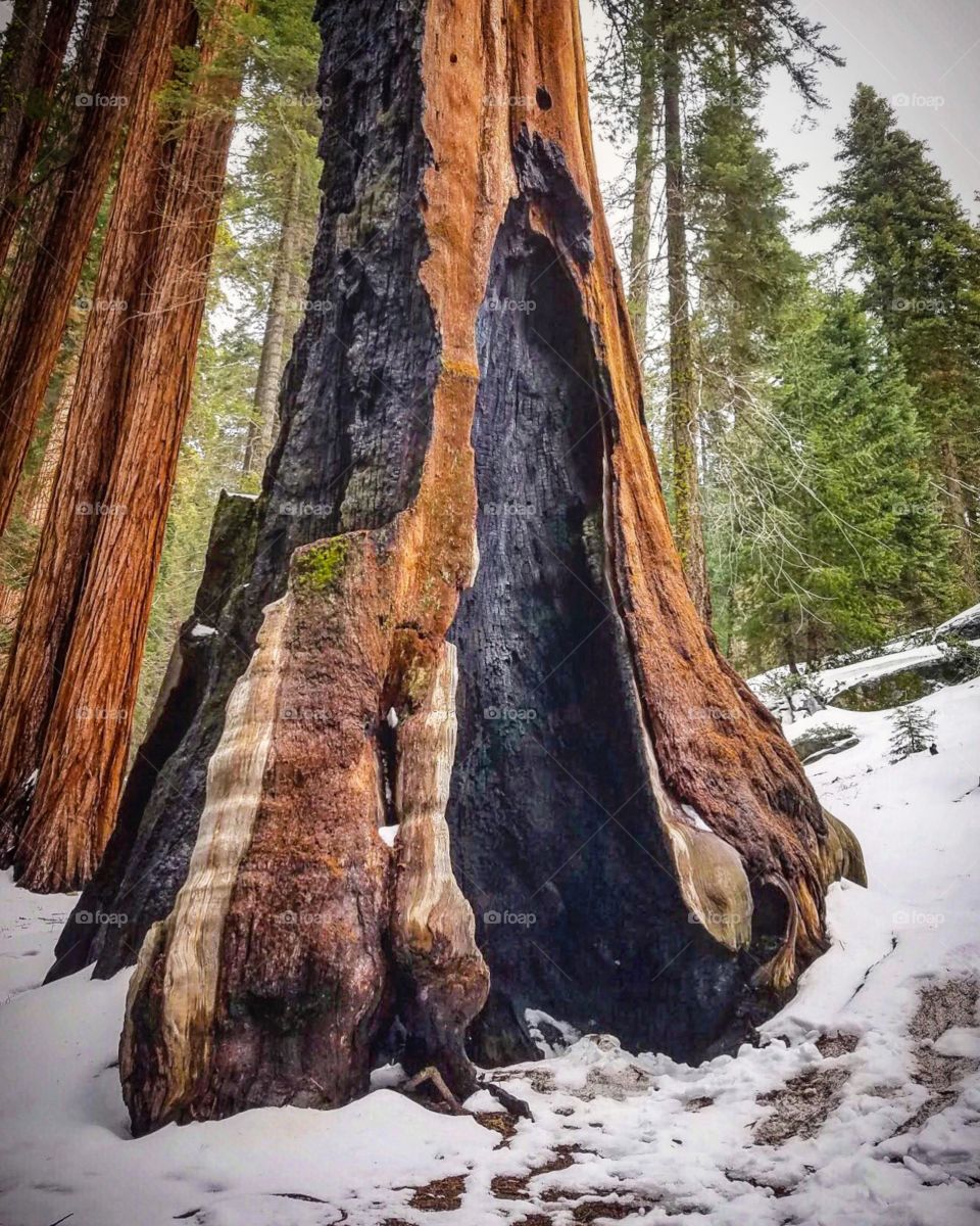Burnt Sequoia 