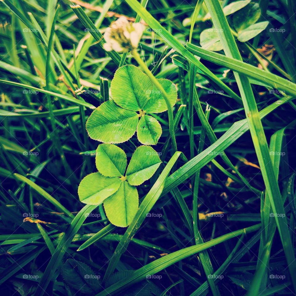 two four leaf clovers