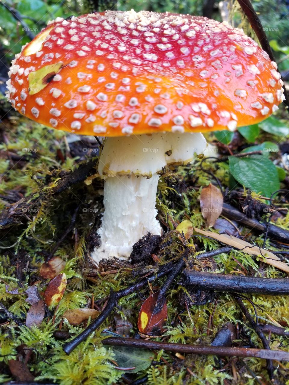 mushrooms in thebood w