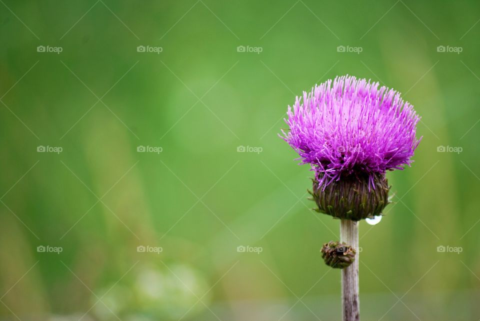 Thistle in the rain