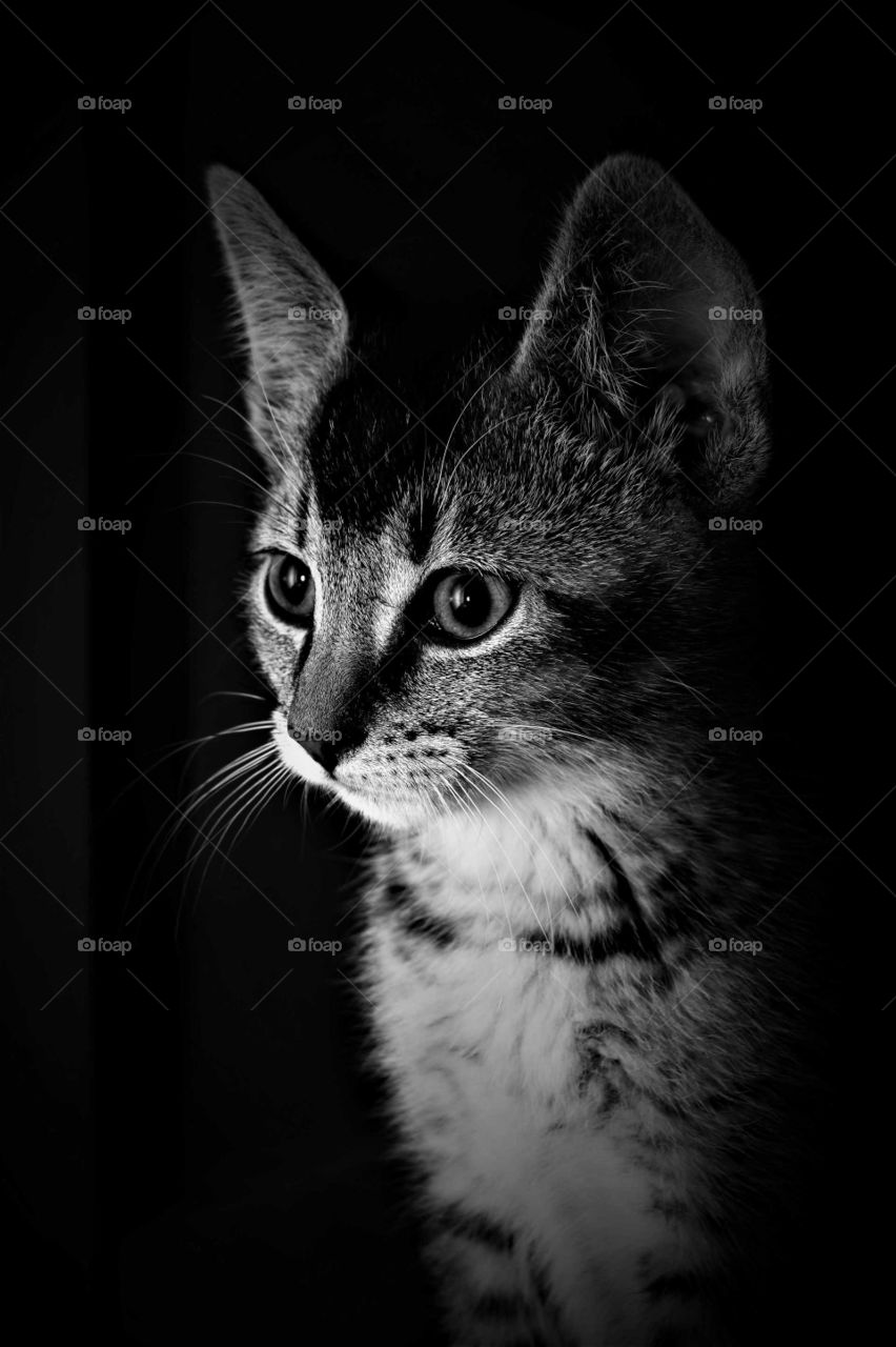 cute tabby kitten low key portrait in black and white