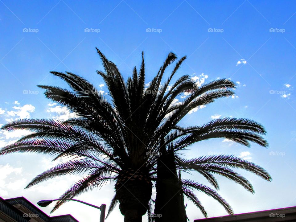 palm tree and White cotton candy clouds