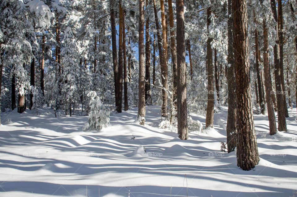 Winter landscape