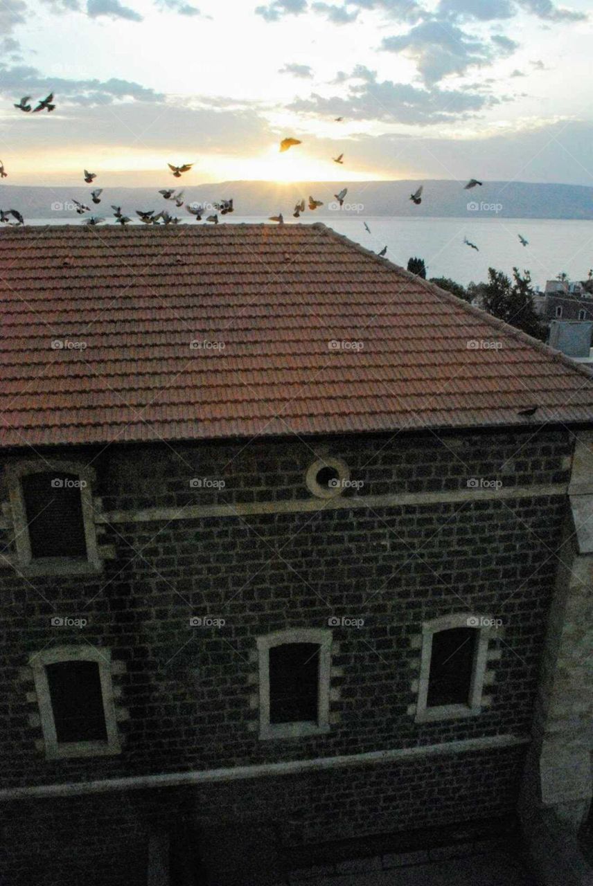 Birds on Rooftop