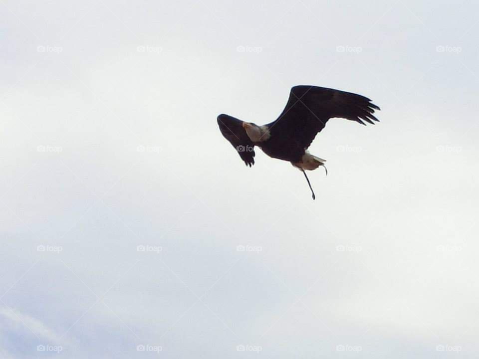 Eagle fly nature daylight