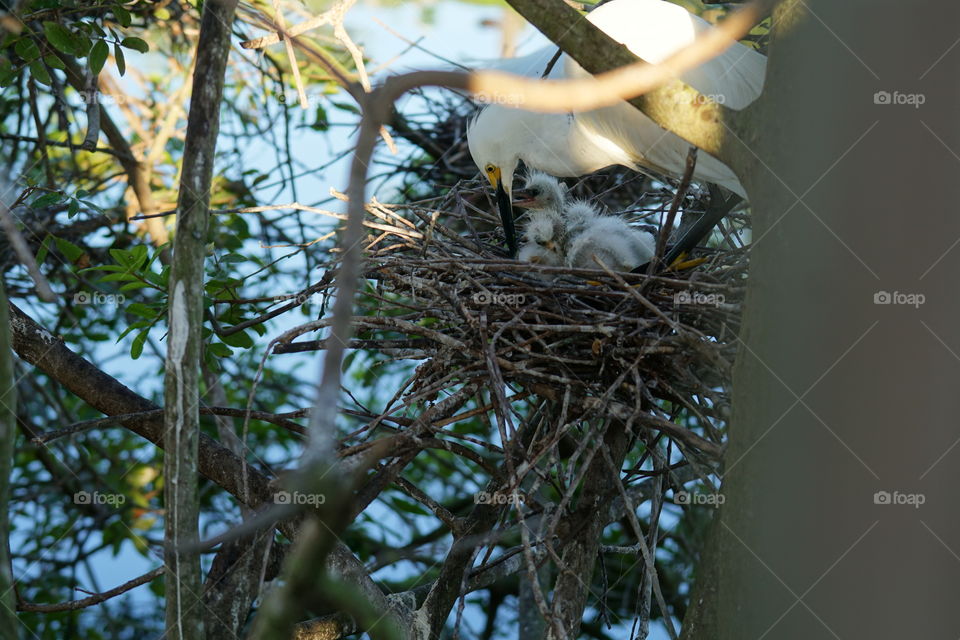Mommy Egret with babies