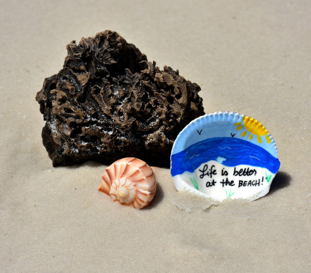 Seashells 