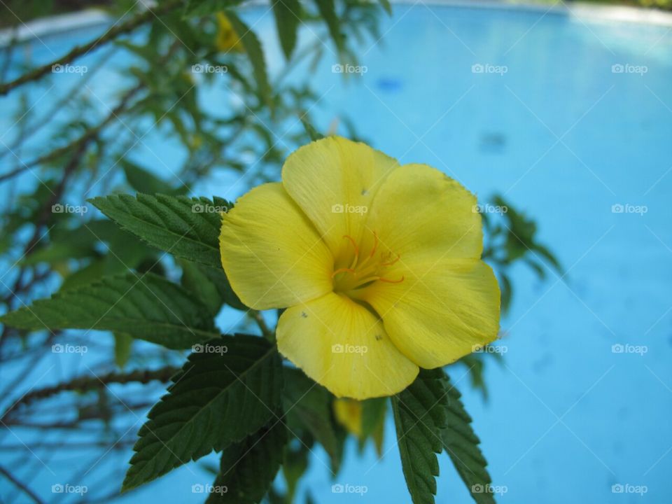 flower by the pool