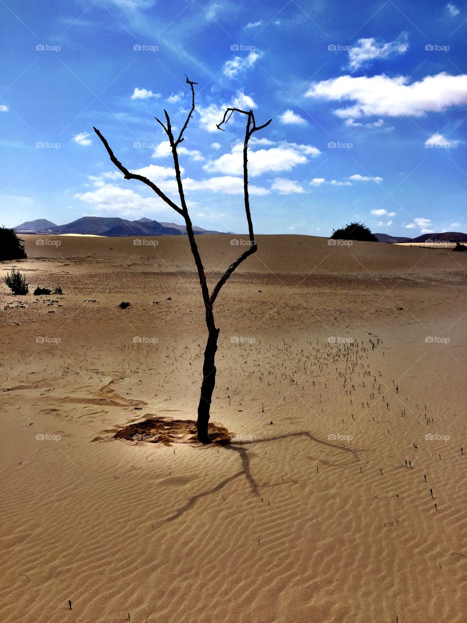 Desert tree 