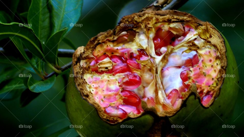 Granada
 Pomegranate