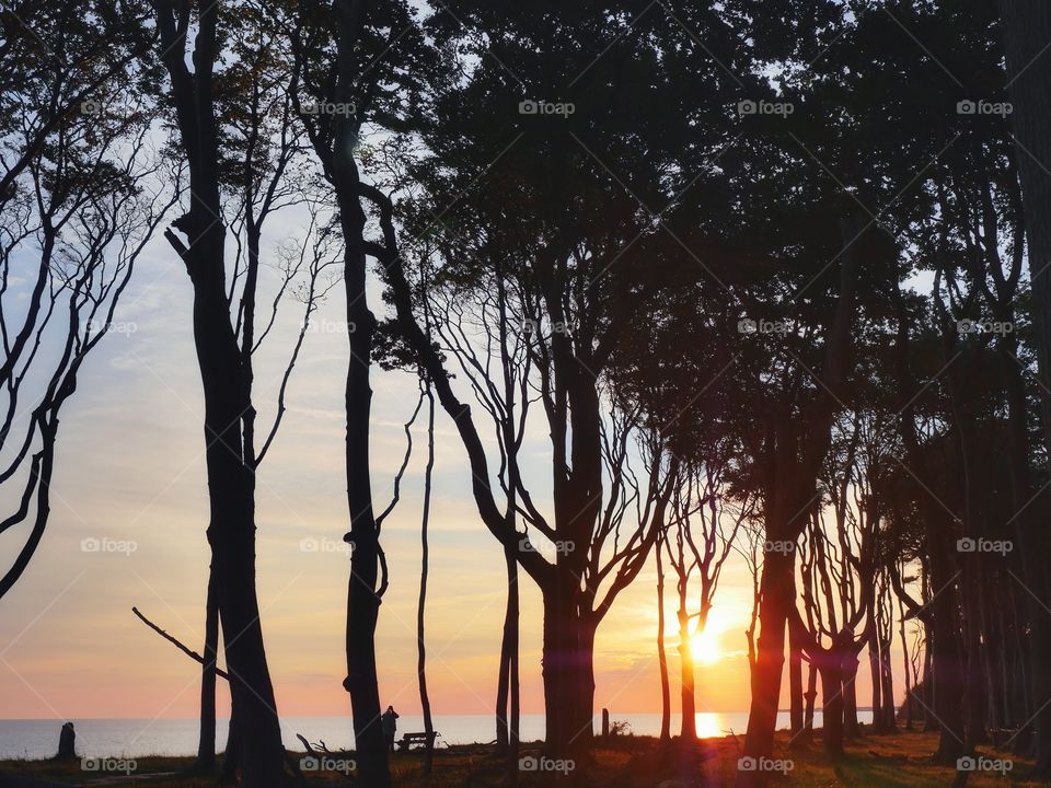 Sunset silhouettes