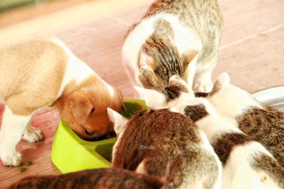 Puppies and kittens are eating together in a delicious and lovely picture and very warm. Animal photography.
