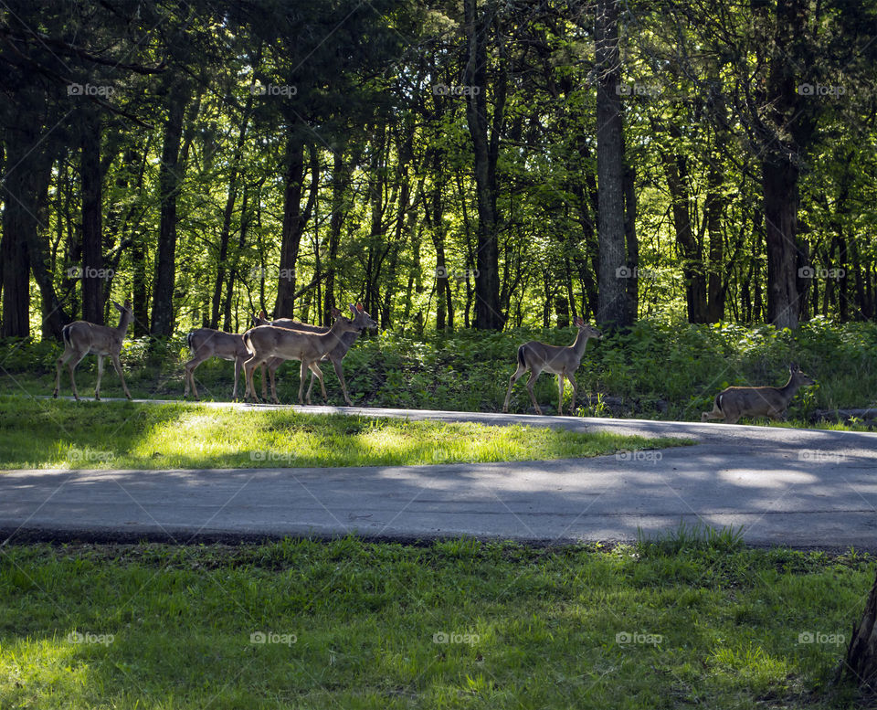 another herd of deer . deer moving through the park