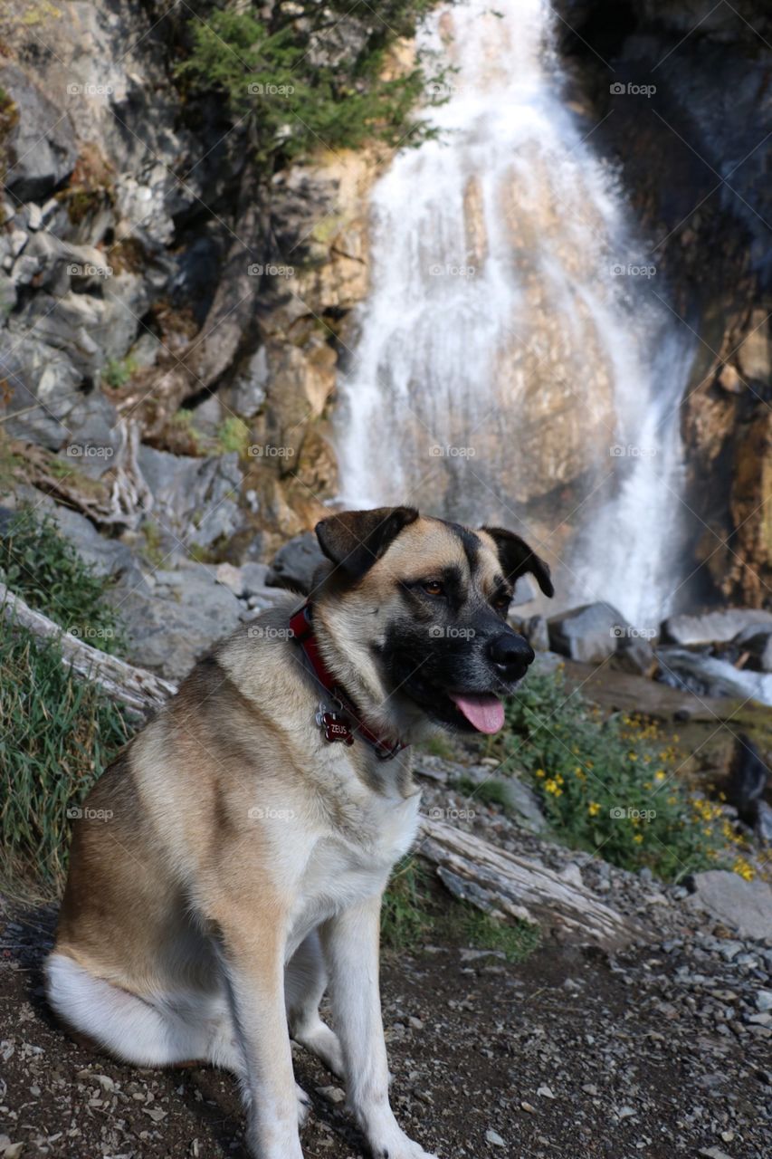 German shepherd wandering through the Montana wilderness. 