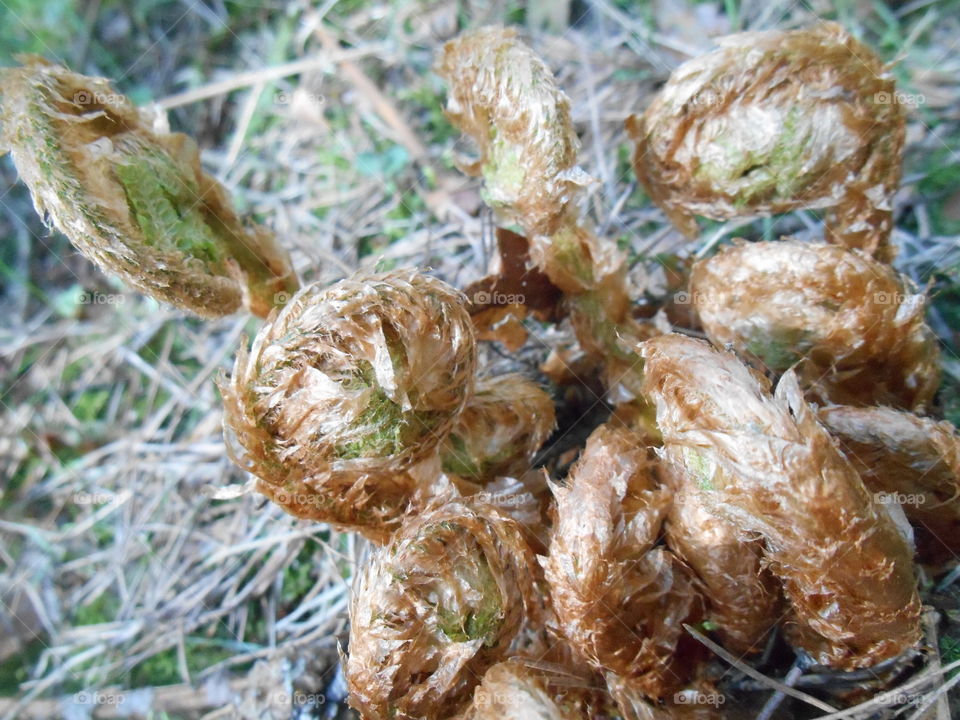 sprouts in the forest spring time