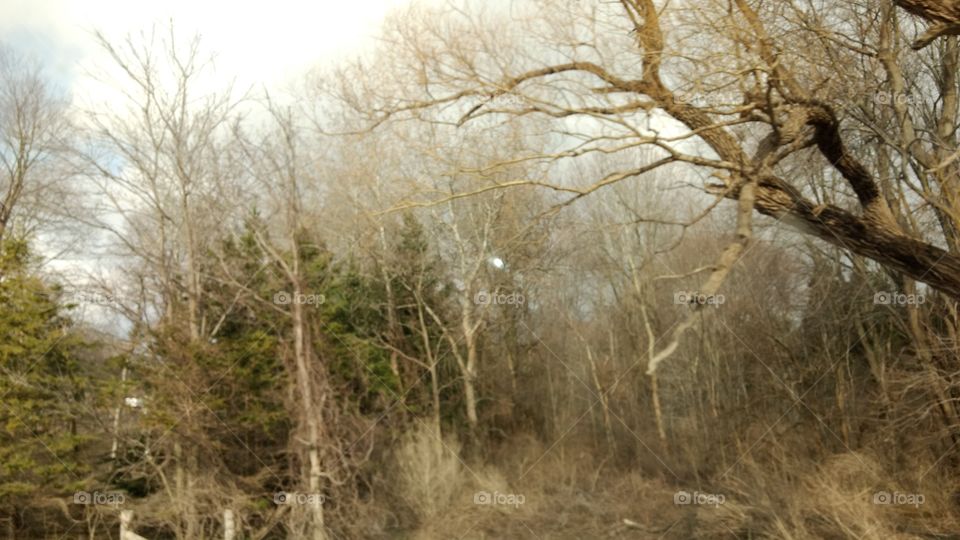 Tree, Landscape, Wood, Nature, Winter