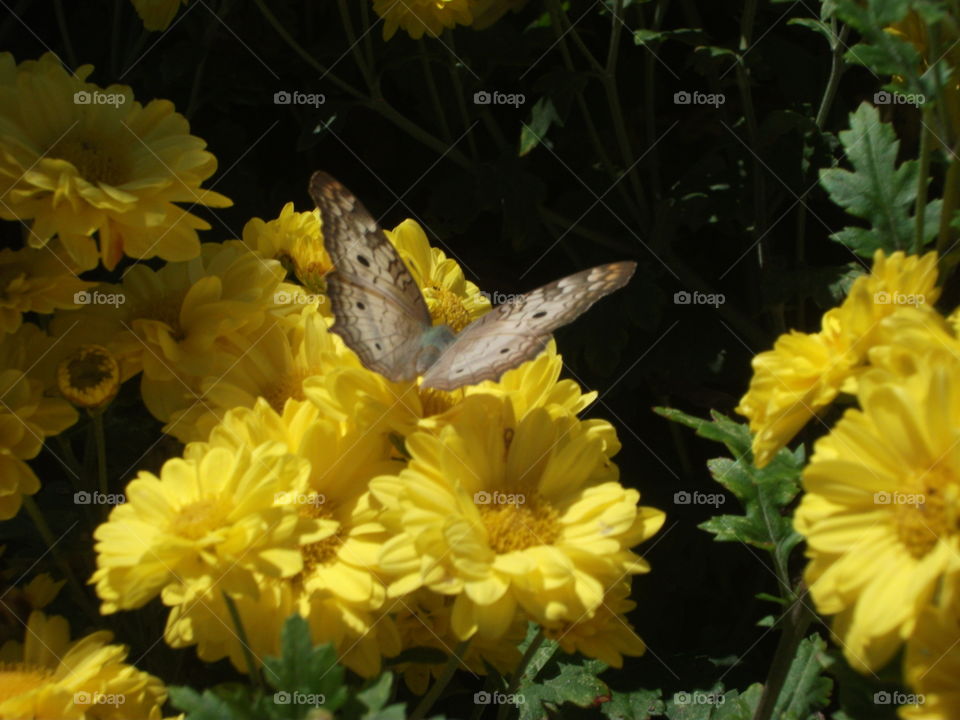 A Pavão Branco mais uma vez pousa como modelo.