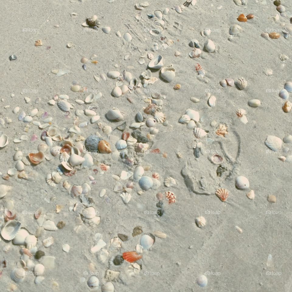 Seashells Naples FL