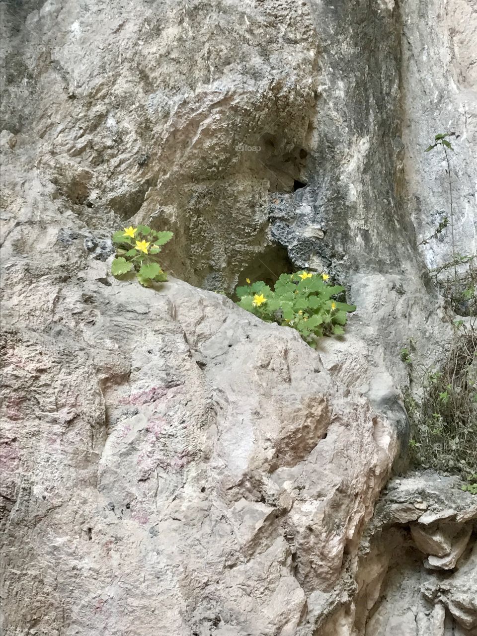 Entre piedras hay plantas que lucen bellas