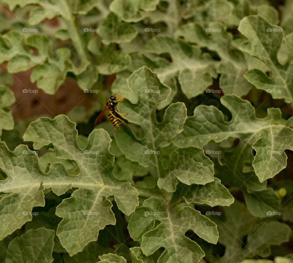 Yellow jacket in a watermelon plant