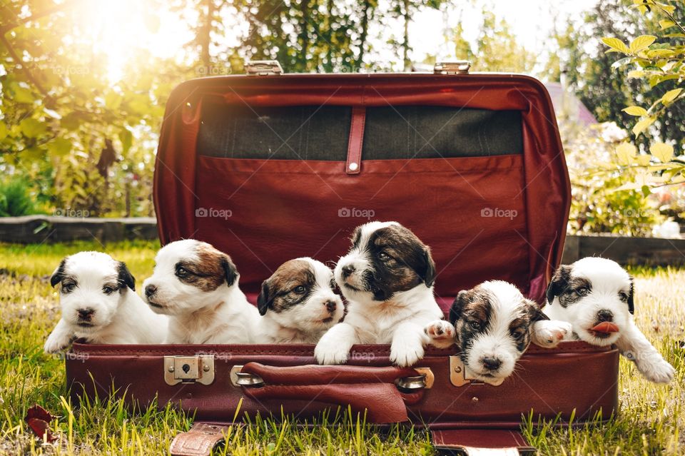 Puppies in a suitcase, Jack Russell Terrier puppies, pets