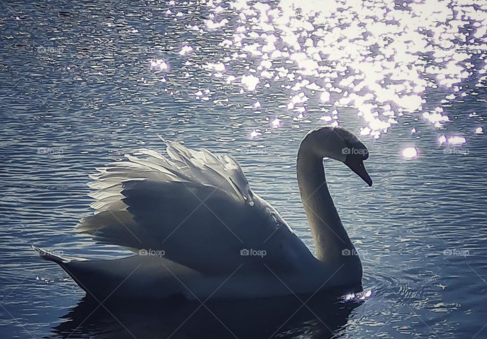 Swan enjoy the sunshine in spring