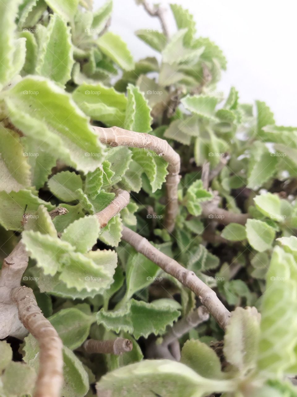 Trachyspermum ammi or ajwain plant