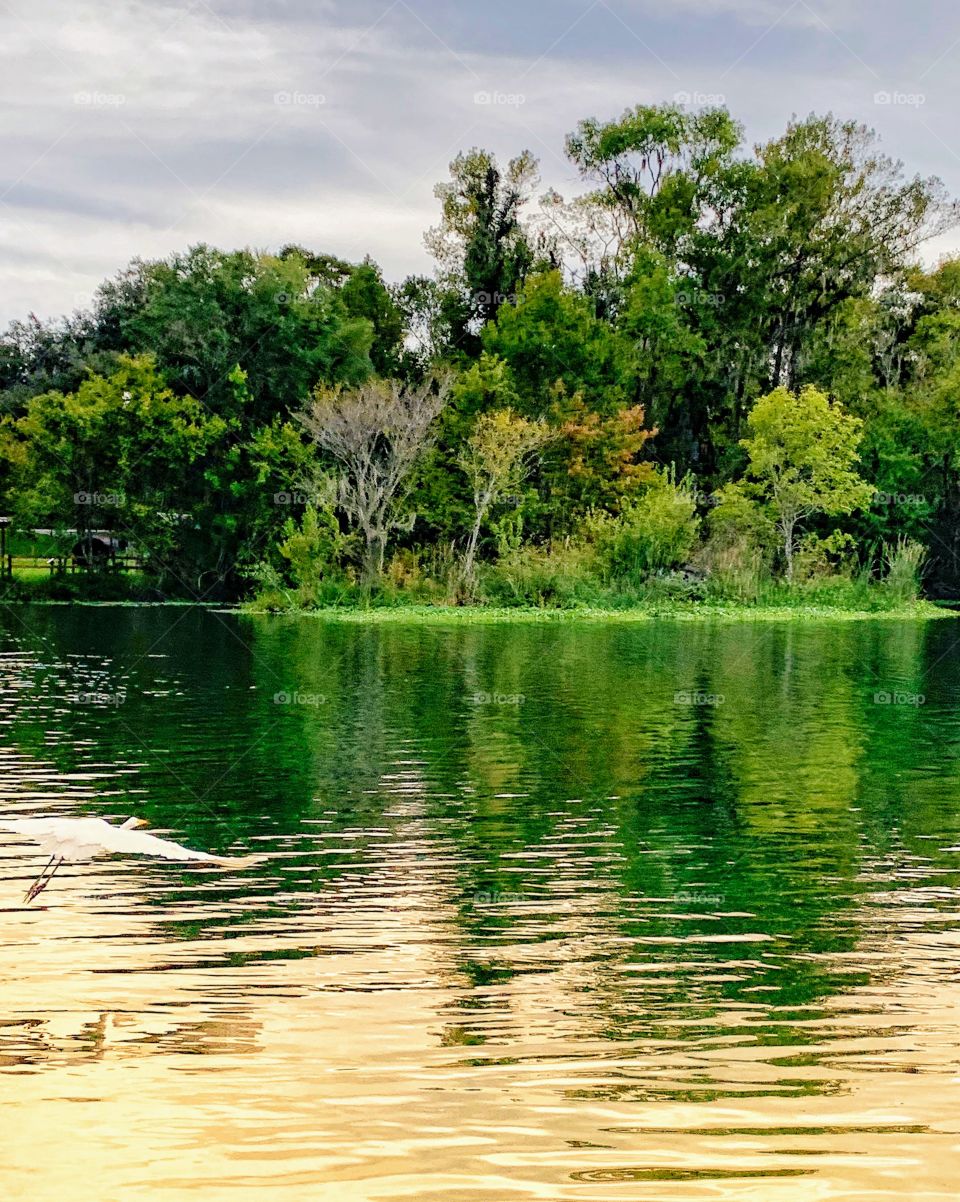 Egret in flight